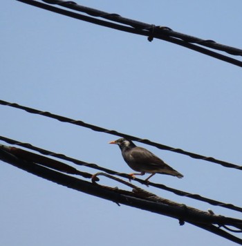 White-cheeked Starling Sambanze Tideland Mon, 4/15/2024