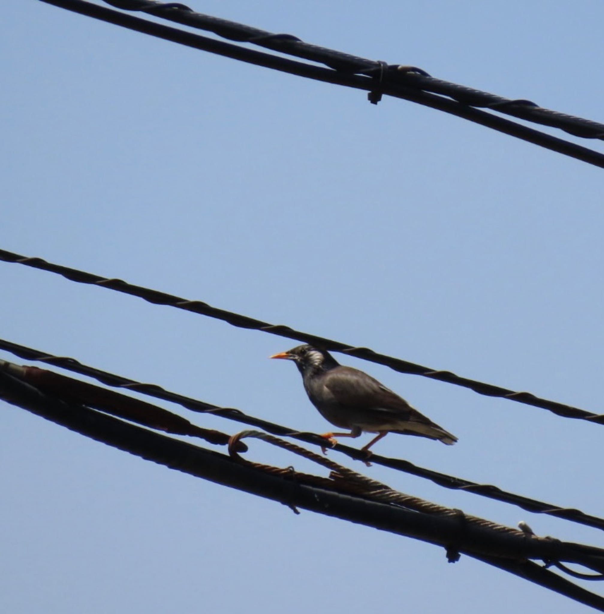 White-cheeked Starling