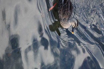 Eastern Spot-billed Duck 紫川 Fri, 11/23/2018