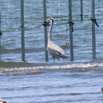 アオサギ ふなばし三番瀬海浜公園 2024年4月15日(月)