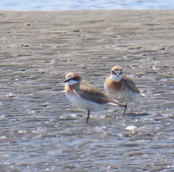 Kentish Plover Sambanze Tideland Mon, 4/15/2024