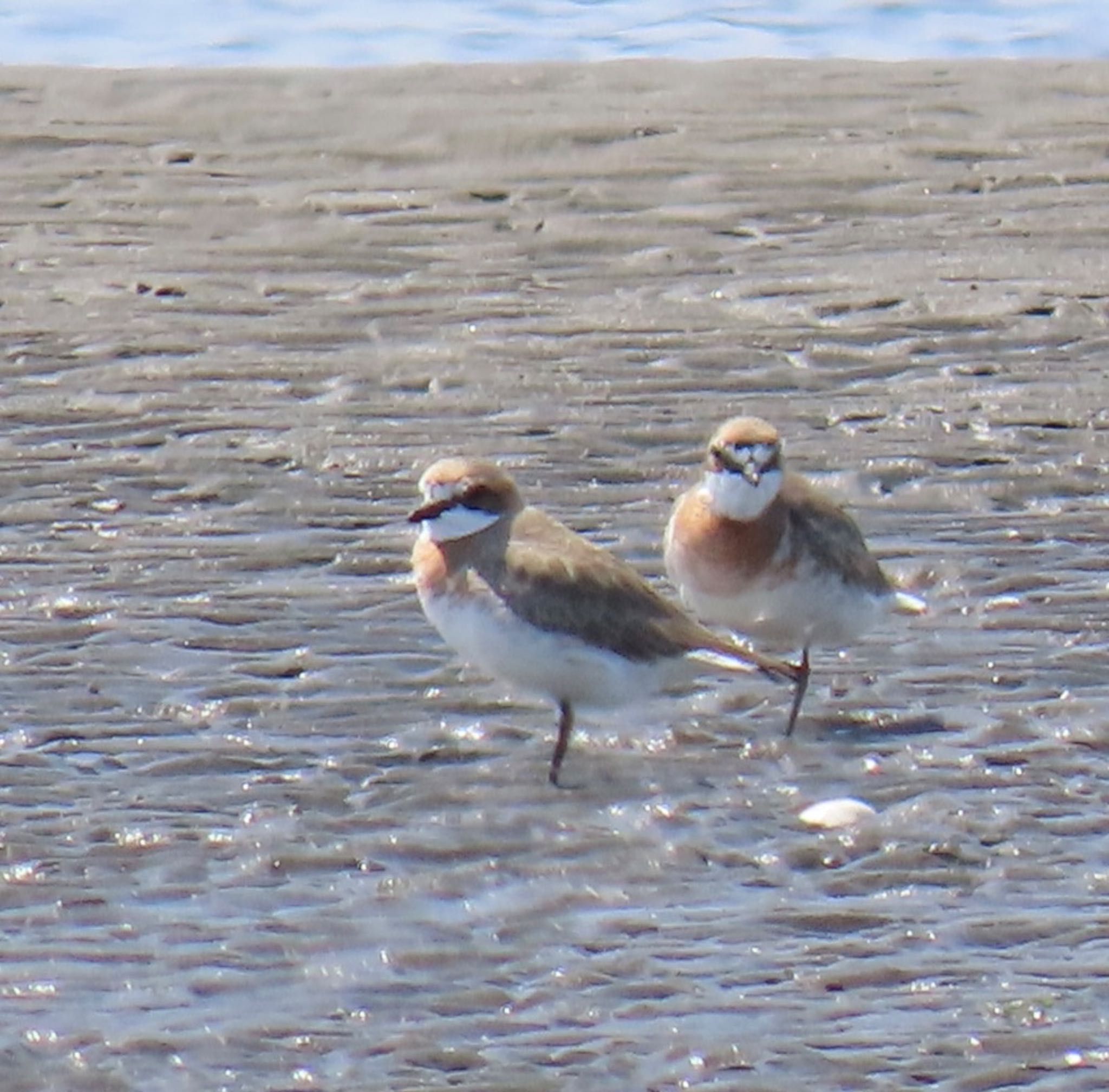 Photo of Kentish Plover at Sambanze Tideland by 焼き芋