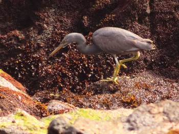 Pacific Reef Heron 真鶴岬 Tue, 4/2/2024