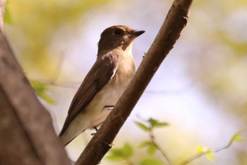 Blue-and-white Flycatcher 祖父江ワイルドネイチャー緑地 Sun, 4/14/2024