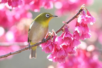 Warbling White-eye Osaka castle park Sun, 3/10/2024