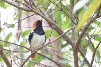 Ryukyu Robin Amami Nature Observation Forest Tue, 3/26/2024