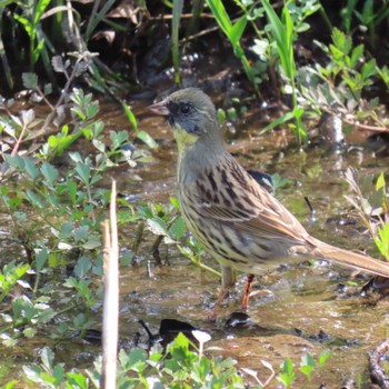 Masked Bunting 守谷野鳥のみち Sun, 4/14/2024