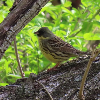 Masked Bunting 守谷野鳥のみち Sun, 4/14/2024