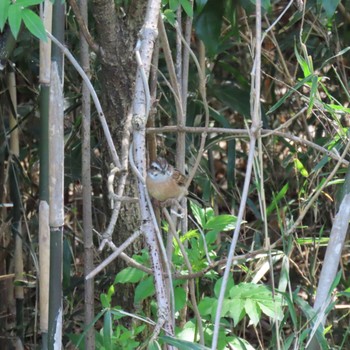 ホオジロ 守谷野鳥のみち 2024年4月14日(日)