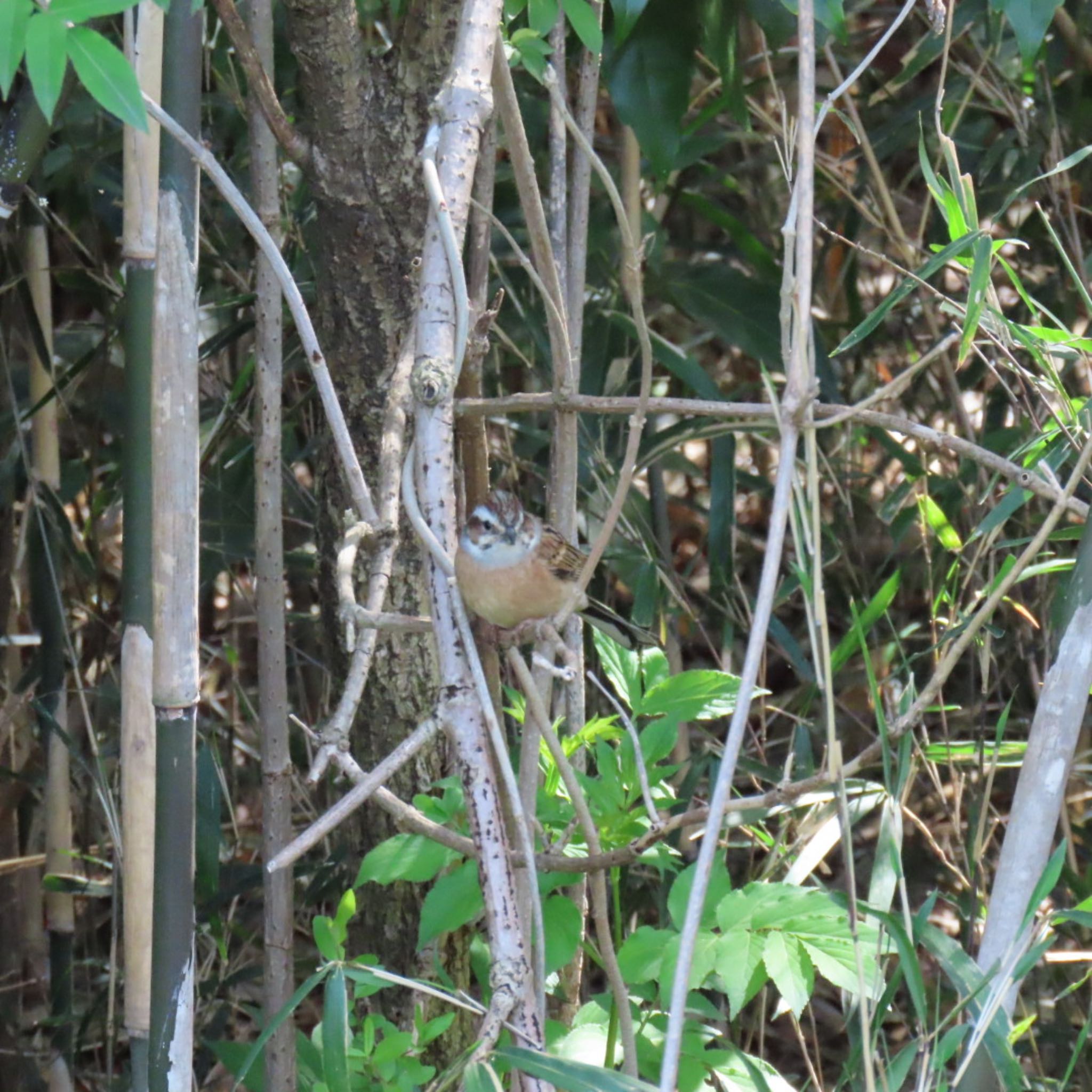 Meadow Bunting