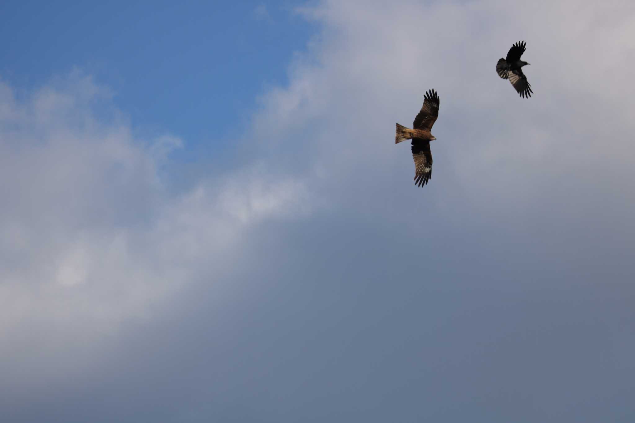 Photo of Black Kite at 紫川 by 吊巣雀