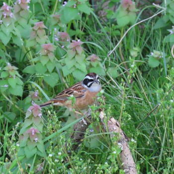 ホオジロ 守谷野鳥のみち 2024年4月14日(日)