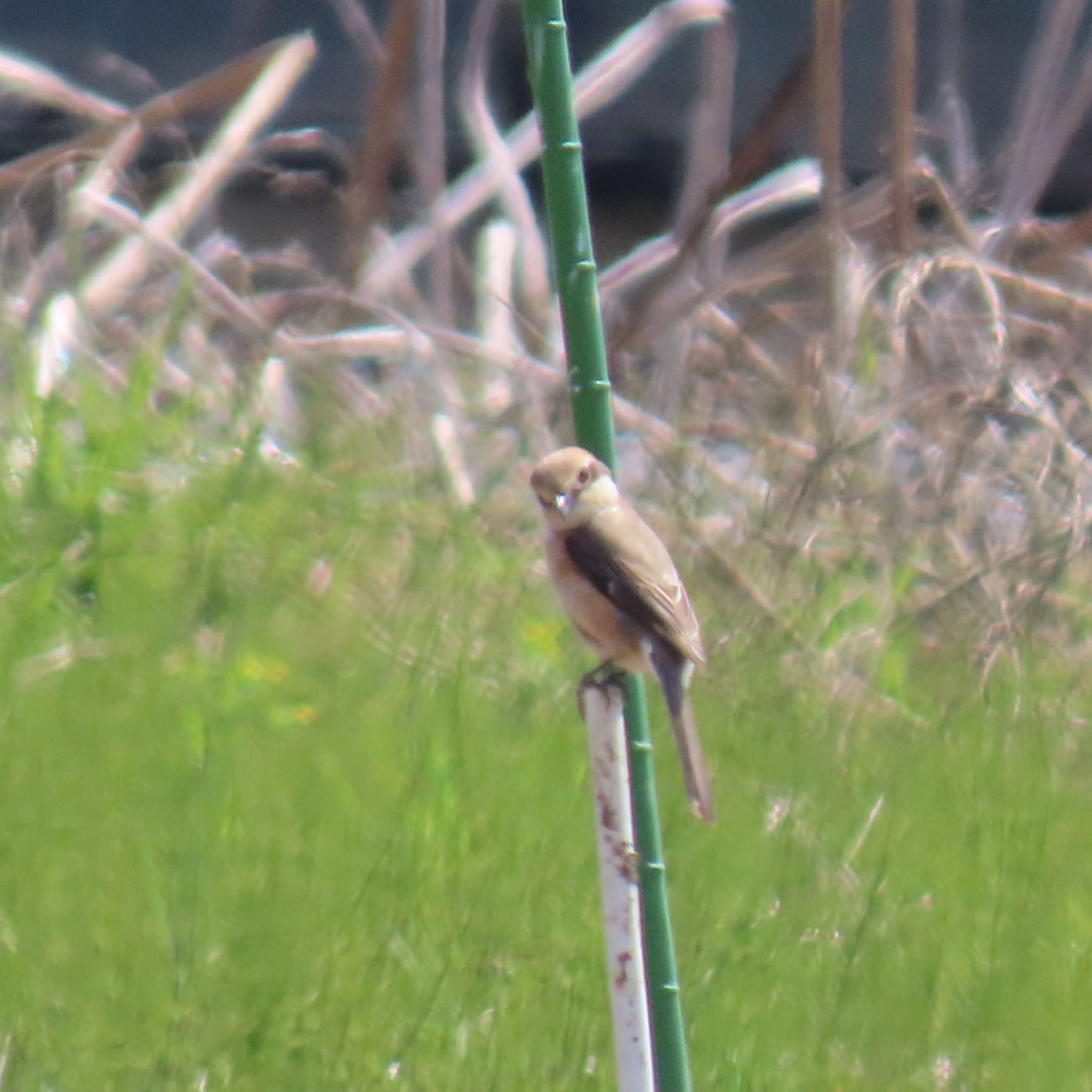 Bull-headed Shrike