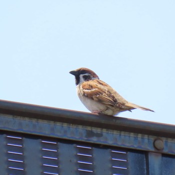 スズメ 守谷野鳥のみち 2024年4月14日(日)