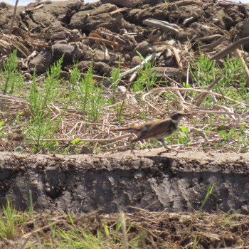 ツグミ 守谷野鳥のみち 2024年4月14日(日)