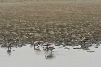 ハマシギ ふなばし三番瀬海浜公園 2024年4月15日(月)