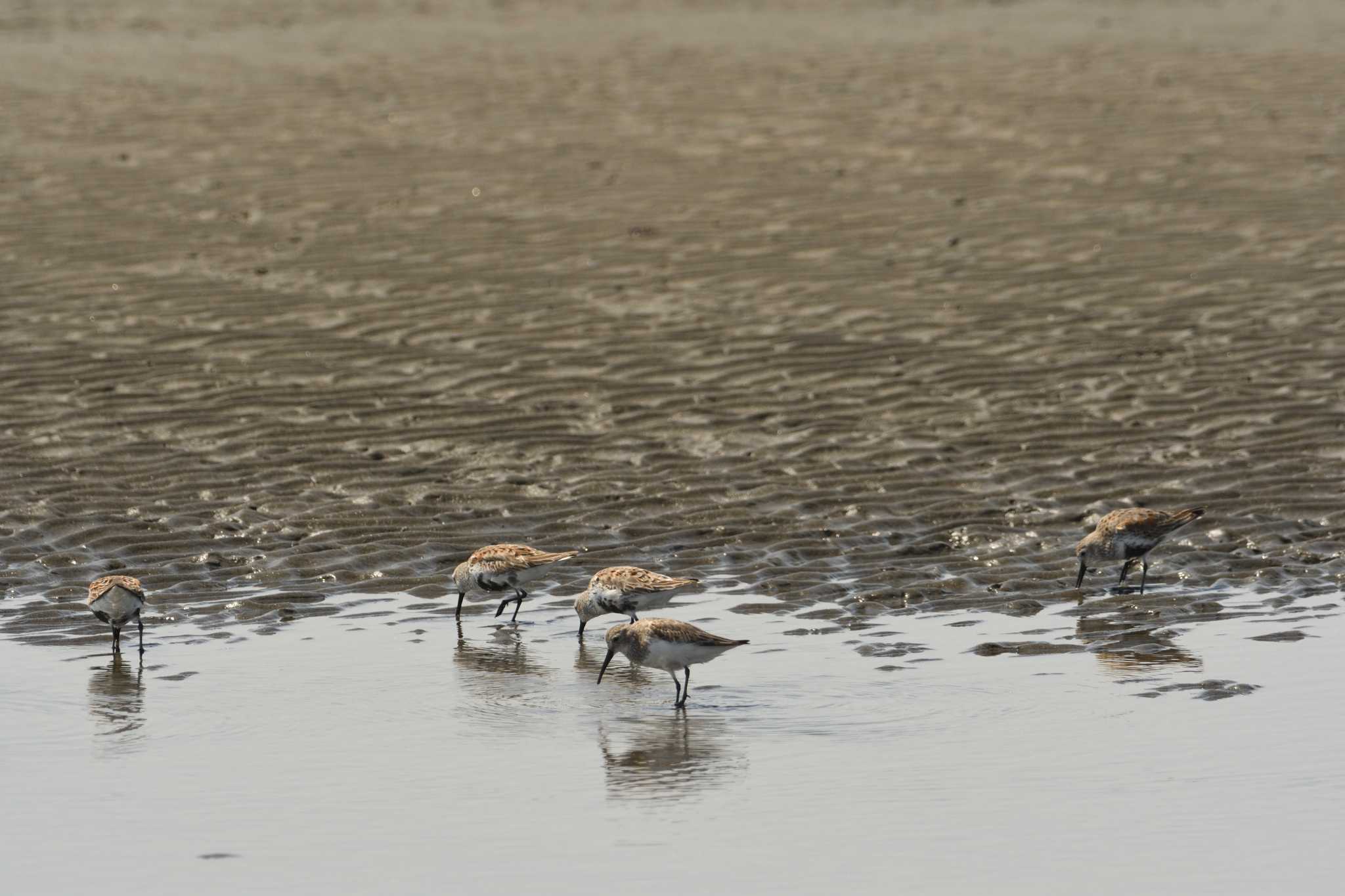 Dunlin