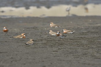 2024年4月15日(月) ふなばし三番瀬海浜公園の野鳥観察記録