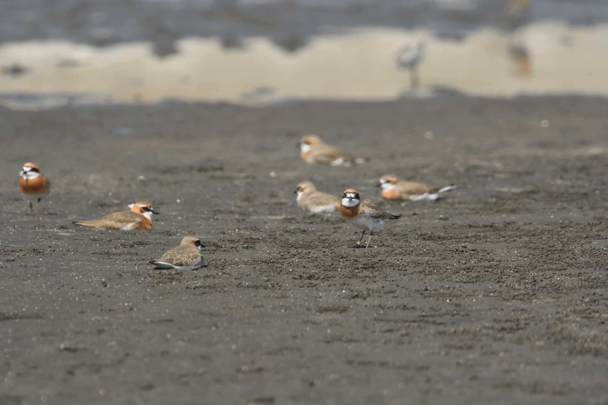 Siberian Sand Plover