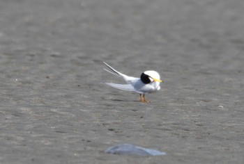 コアジサシ ふなばし三番瀬海浜公園 2024年4月15日(月)