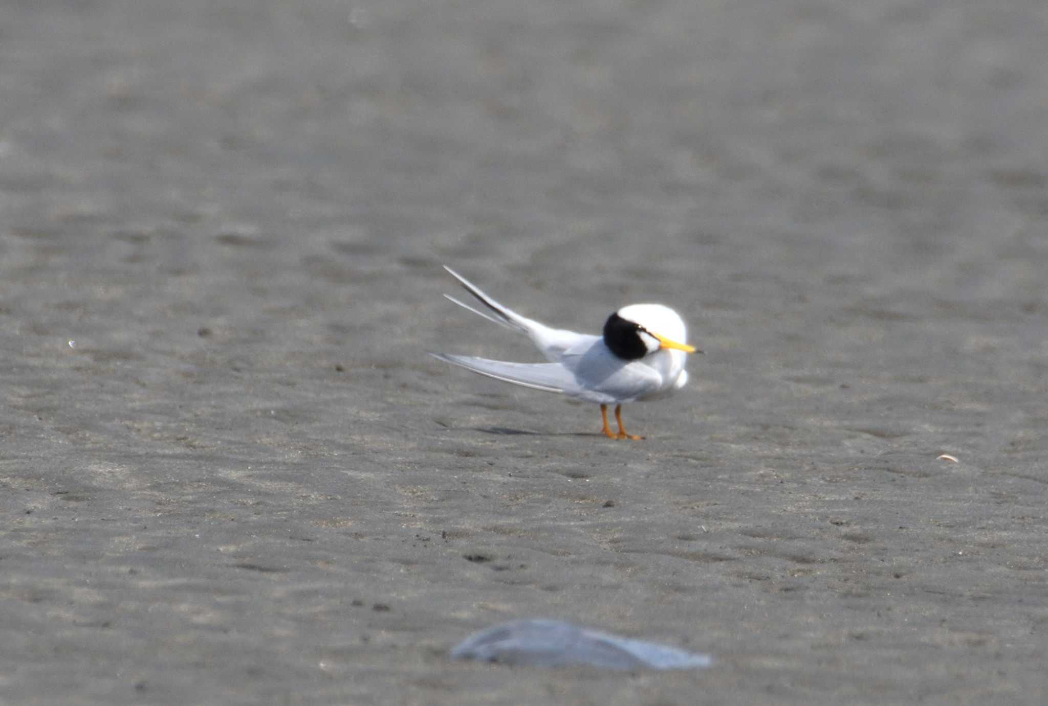 Little Tern