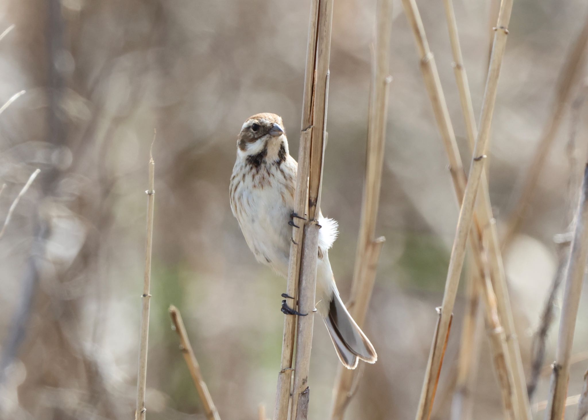Photo of Common Reed Bunting at 境川遊水池 by mamama09R7