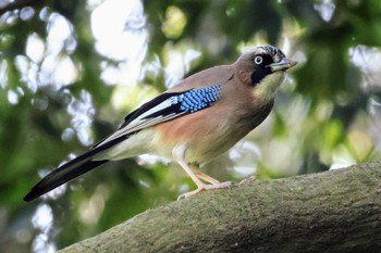 Eurasian Jay 大町自然観察園 Sat, 4/13/2024