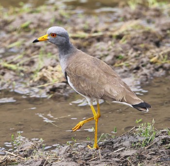 Grey-headed Lapwing 近所の里山 Mon, 4/15/2024