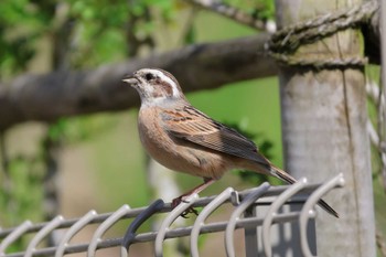 Meadow Bunting 平谷川 Sun, 4/14/2024