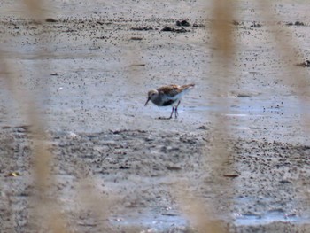 Dunlin Fujimae Tidal Flat Fri, 4/12/2024