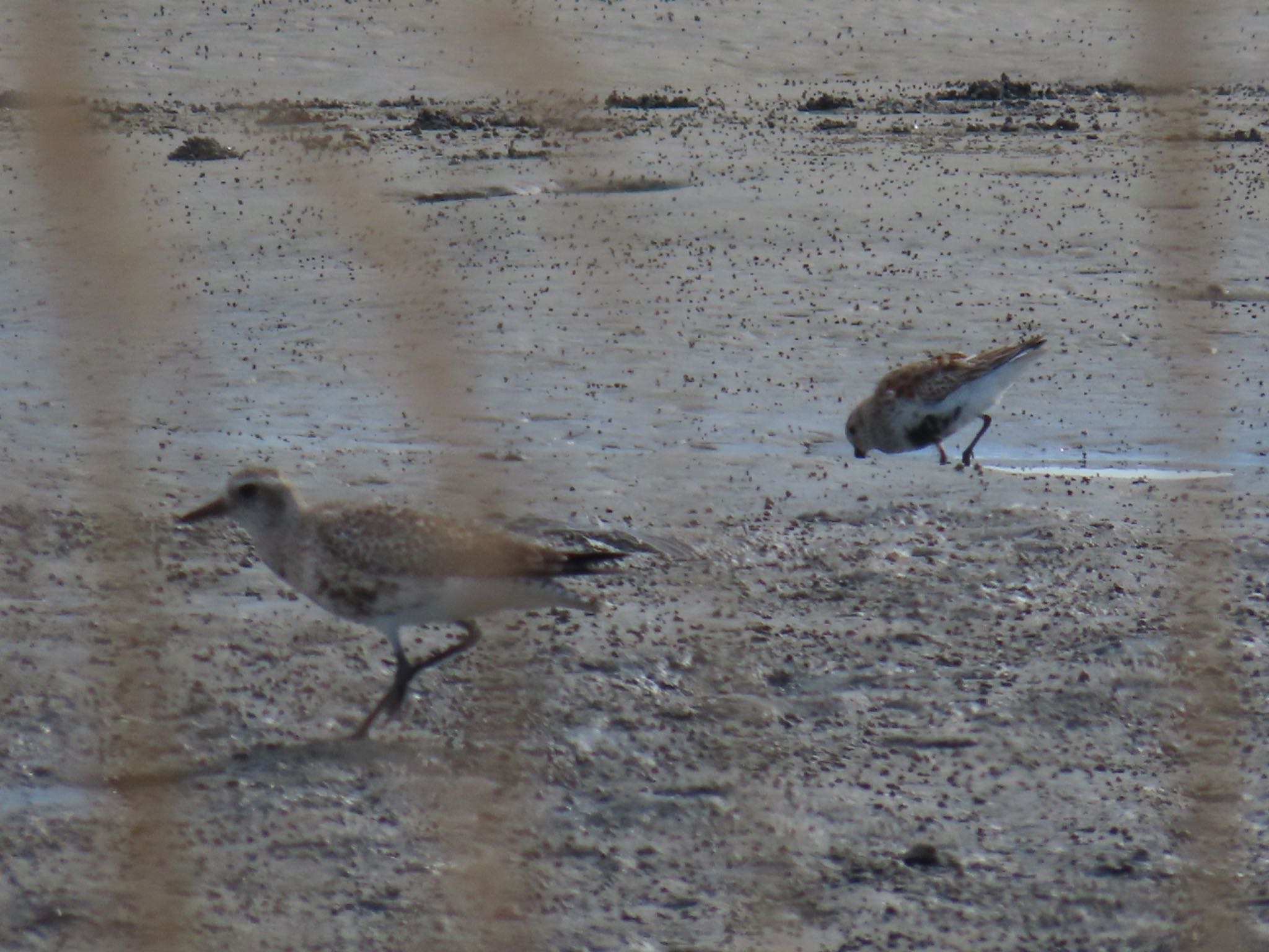 Photo of Dunlin at Fujimae Tidal Flat by Maki