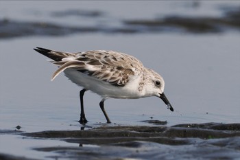 ミユビシギ ふなばし三番瀬海浜公園 2024年4月13日(土)