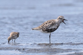 Grey Plover Sambanze Tideland Sat, 4/13/2024