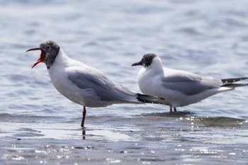 Black-headed Gull Unknown Spots Sat, 4/13/2024