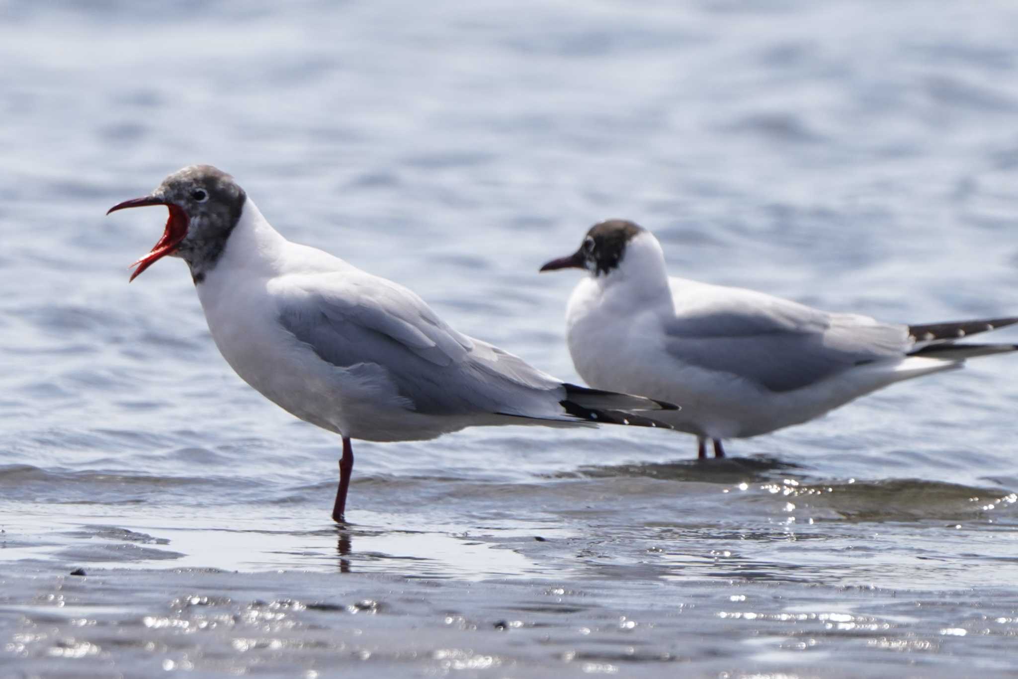 Photo of Black-headed Gull at  by ace