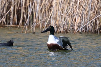 Northern Shoveler Kasai Rinkai Park Sun, 3/17/2024