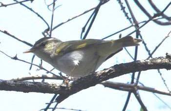 Eastern Crowned Warbler Hayatogawa Forest Road Sun, 4/14/2024