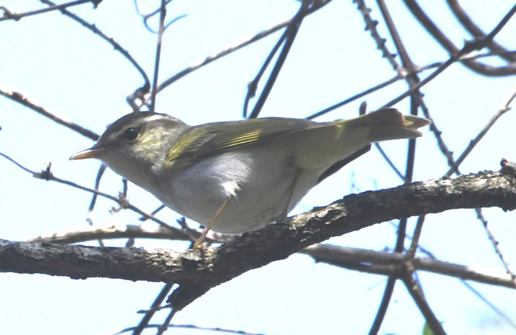 Eastern Crowned Warbler