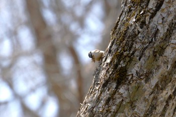 Eurasian Nuthatch Yanagisawa Pass Sun, 4/14/2024