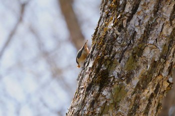 Eurasian Nuthatch Yanagisawa Pass Sun, 4/14/2024