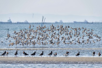 ハマシギ ふなばし三番瀬海浜公園 2024年4月13日(土)