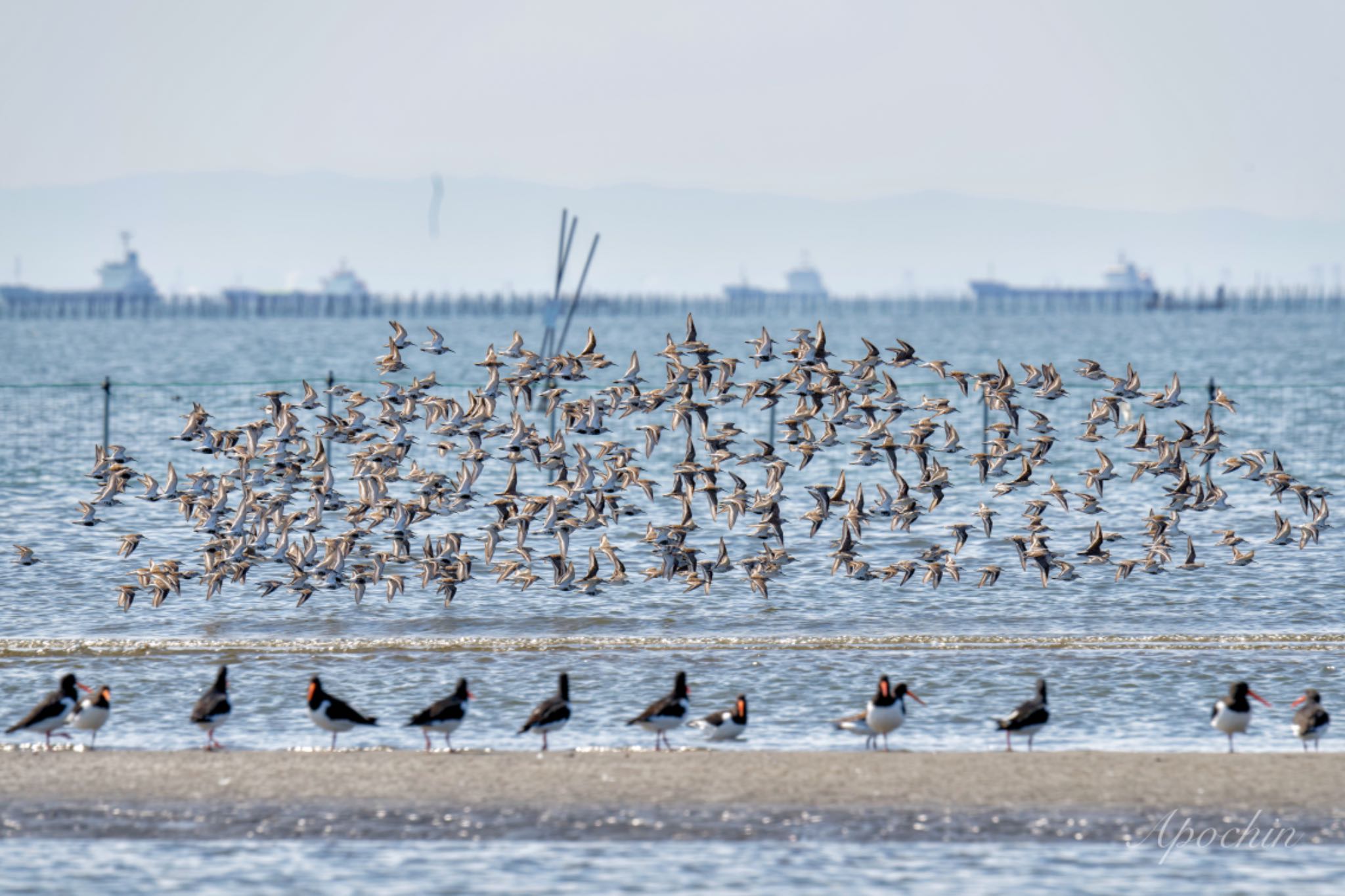 ふなばし三番瀬海浜公園 ハマシギの写真 by アポちん