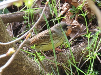 Masked Bunting Hayatogawa Forest Road Thu, 4/11/2024