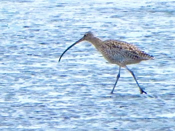 Far Eastern Curlew Kasai Rinkai Park Sat, 4/13/2024