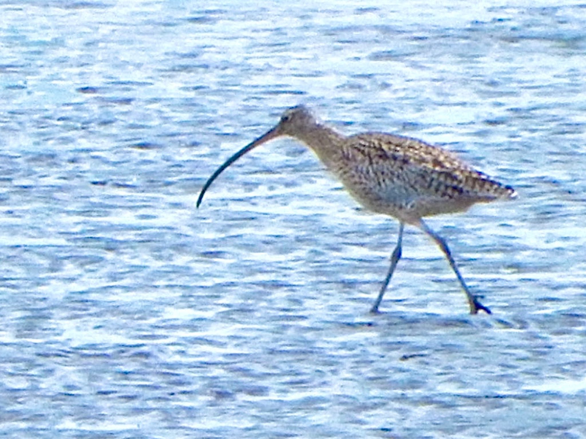 Photo of Far Eastern Curlew at Kasai Rinkai Park by HIKARI  ξ(｡◕ˇ◊ˇ◕｡)ξ