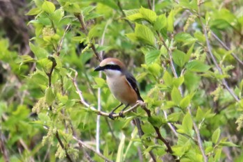 Bull-headed Shrike 花島公園 Sun, 4/14/2024