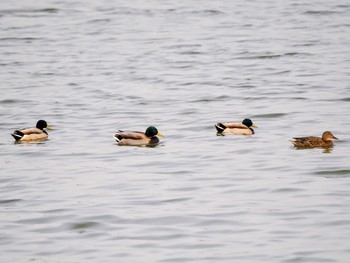 マガモ 伊佐沼 2024年3月30日(土)