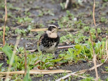 Dusky Thrush Isanuma Sat, 3/30/2024