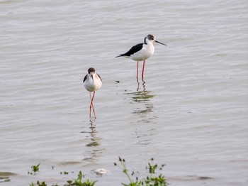 Black-winged Stilt Isanuma Sat, 3/30/2024