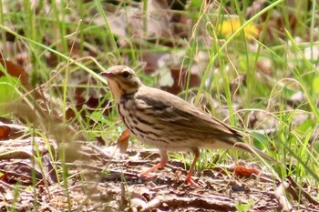 Olive-backed Pipit 花島公園 Sun, 4/14/2024